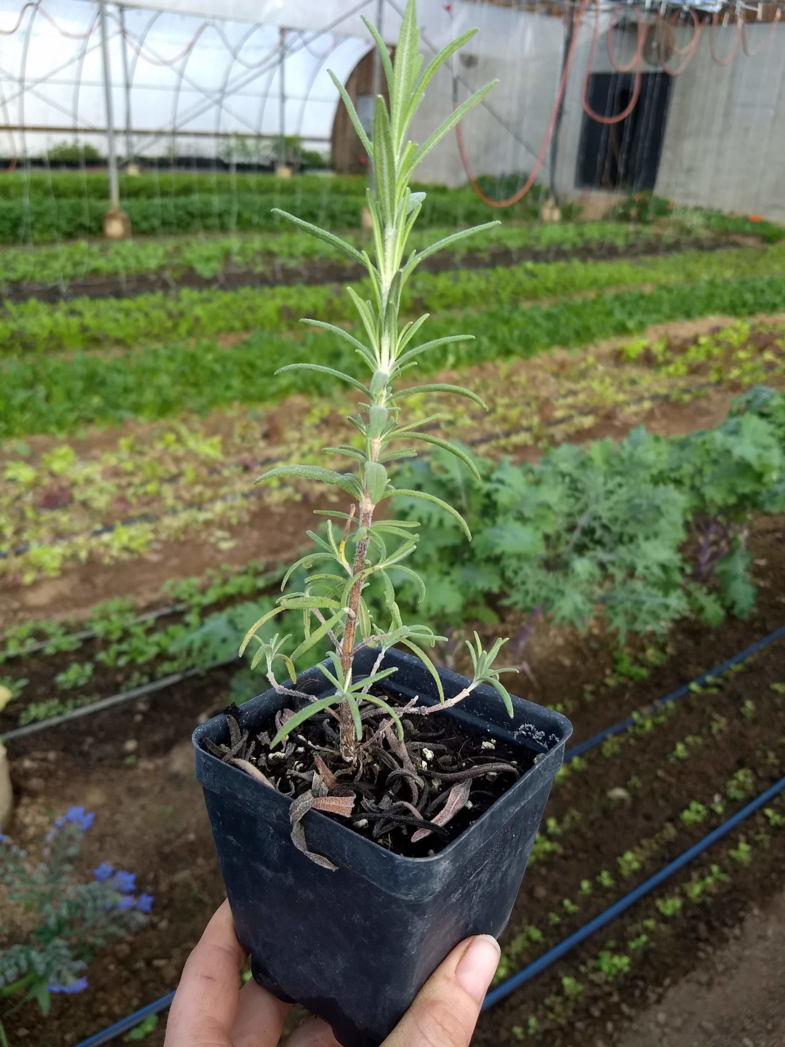 rosemary seedlings rosemary seedlings