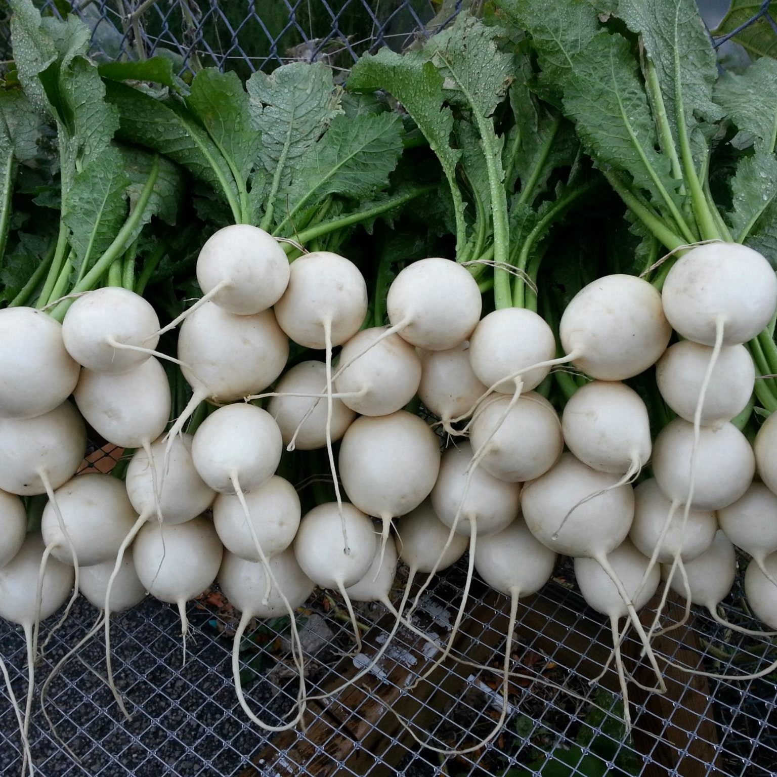  1 lb. Hakurei Salad Turnips topped Windswept Farm RE Farm Café