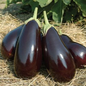 -2.5" live plant - Italian Eggplant  "Thanos"