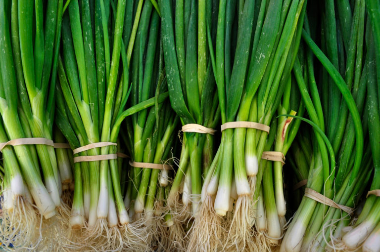 - White Scallion Bunch - Windswept Farm - RE Farm Café