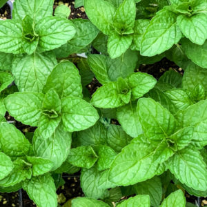 - 5 oz. bunch Mint - Windswept Farm