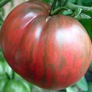 -Live Tomato Plant - Pink Berkley Tie-Dye Heirloom Tomato