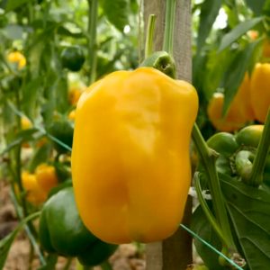 -2.5" Live Plant - Sweet Yellow Bell Pepper "Golden Star"