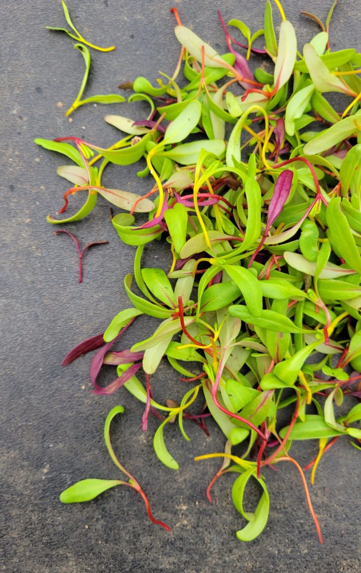 - 2oz. 'Rainbow Sprinkles' Microgreens - Windswept Farms - RE Farm Café