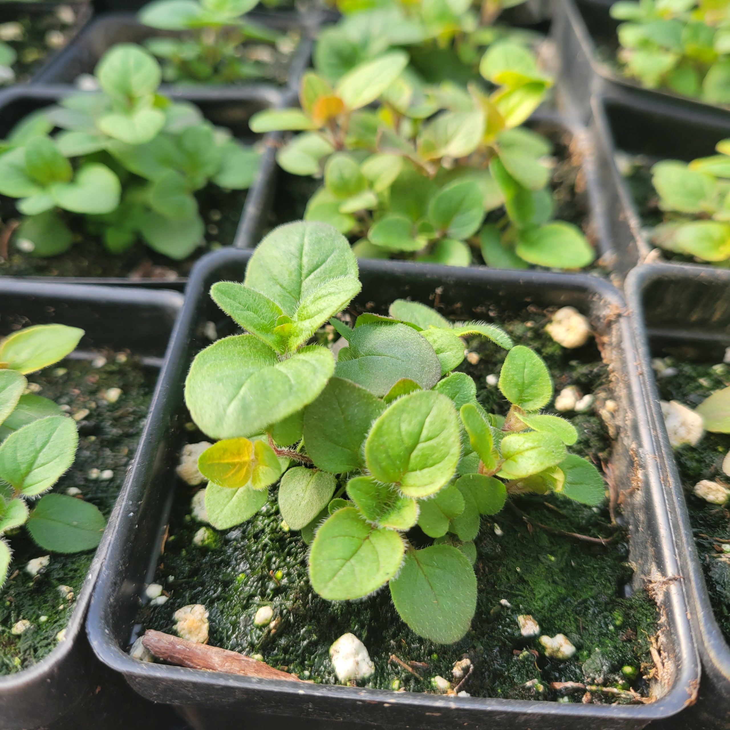 oregano seedling