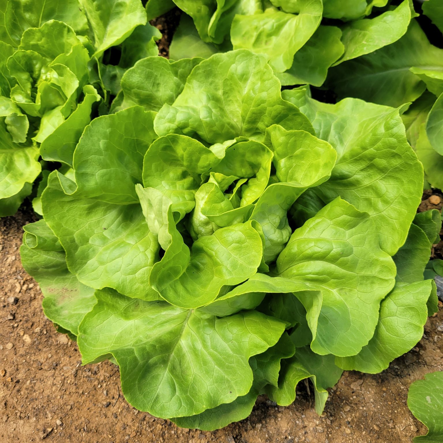  'Nancy' Butterhead Lettuce Windswept Farm RE Farm Café