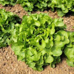 - 'Bauer' Oakleaf Lettuce - Windswept Farm
