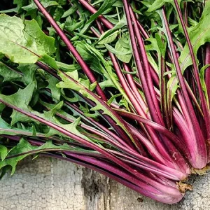 - 1 bunch Italiko Rosso Chicory - Windswept Farm
