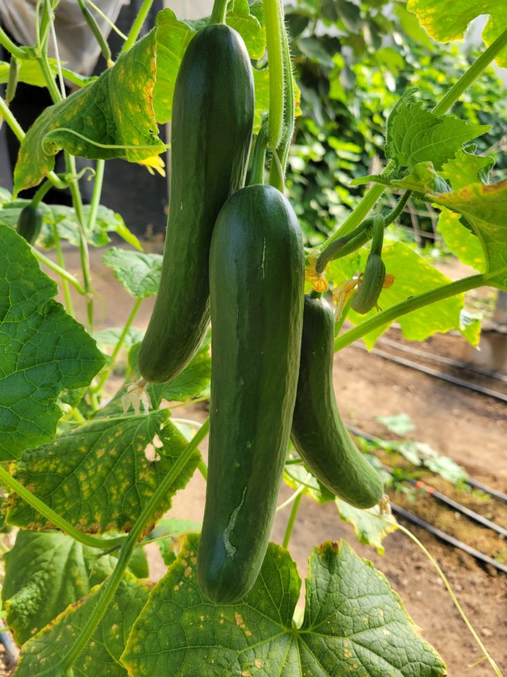 Windset Farms®Organic Long English Cucumbers - Windset Farms®