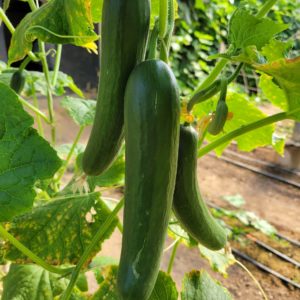 - 1 Large 'English' Cucumber - Windswept Farm