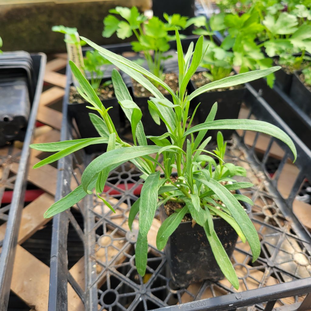  2"x2" Tarragon seedling Windswept Farm RE Farm Café