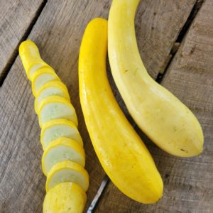 - 2 'Saffron' Straightneck Squash - Windswept Farm