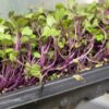 - 1.5 oz.  purple kohlrabi microgreens- Windswept Farm - Image 2