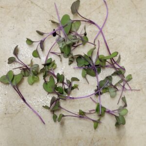- 1.5 oz.  purple kohlrabi microgreens- Windswept Farm