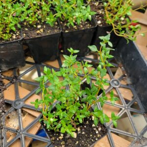 - 2"x2" Common Thyme Seedling  - Windswept Farm