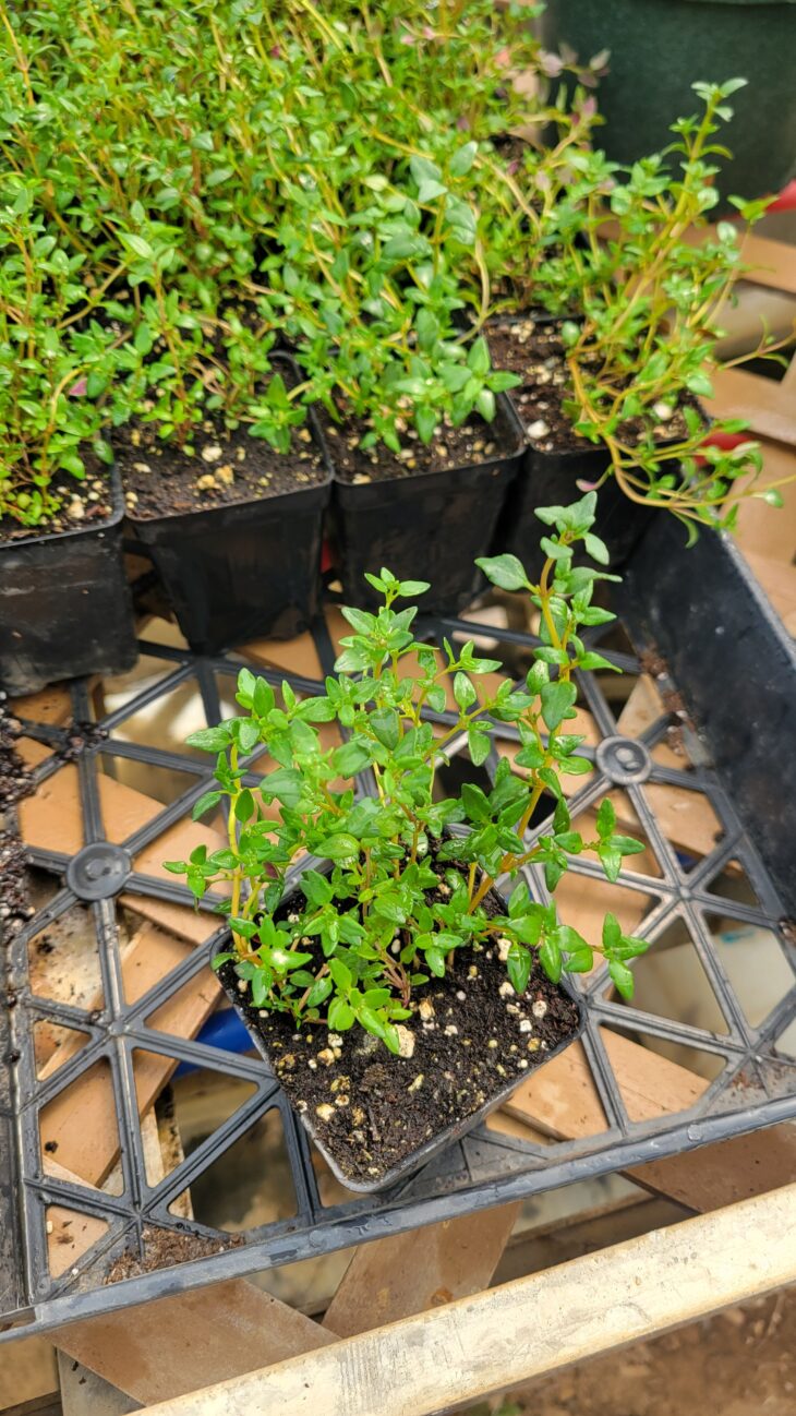 - 2"x2" Common Thyme Seedling  - Windswept Farm