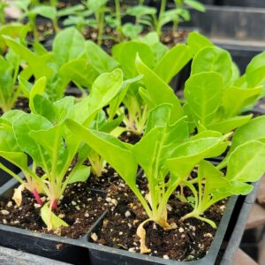 *Live Plant - "Silverado" Swiss Chard  (4 pack)