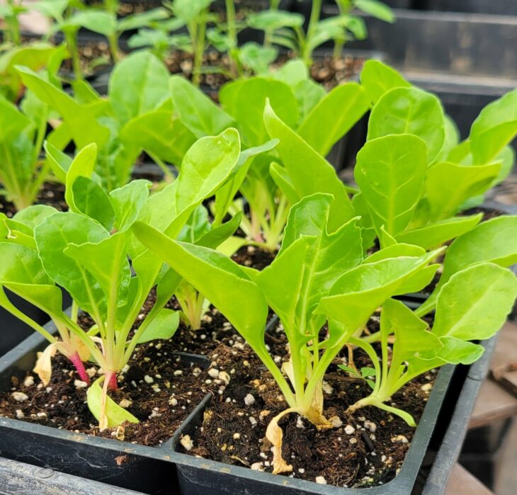 *Live Plant - "Silverado" Swiss Chard  (4 pack)