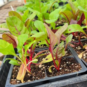 *live plant - "Rainbow " Swiss Chard  (4 pack)