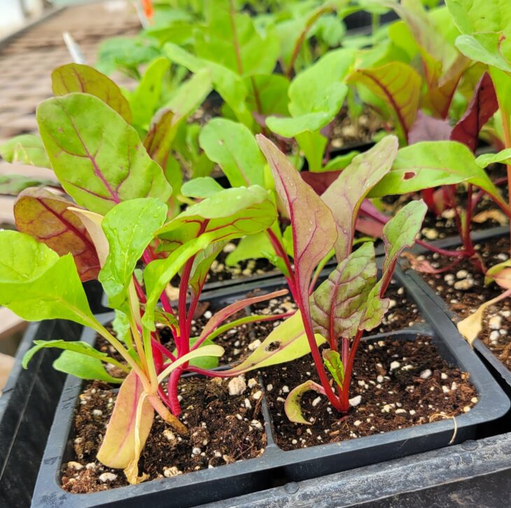 *live plant - "Rainbow " Swiss Chard  (4 pack)
