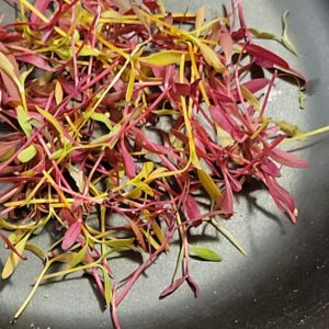 - 1.5 oz  "Glitter" Amaranth Microgreens mix  - Windswept Farm