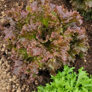 - 'New Red Fire' Leaf Lettuce - Windswept Farm